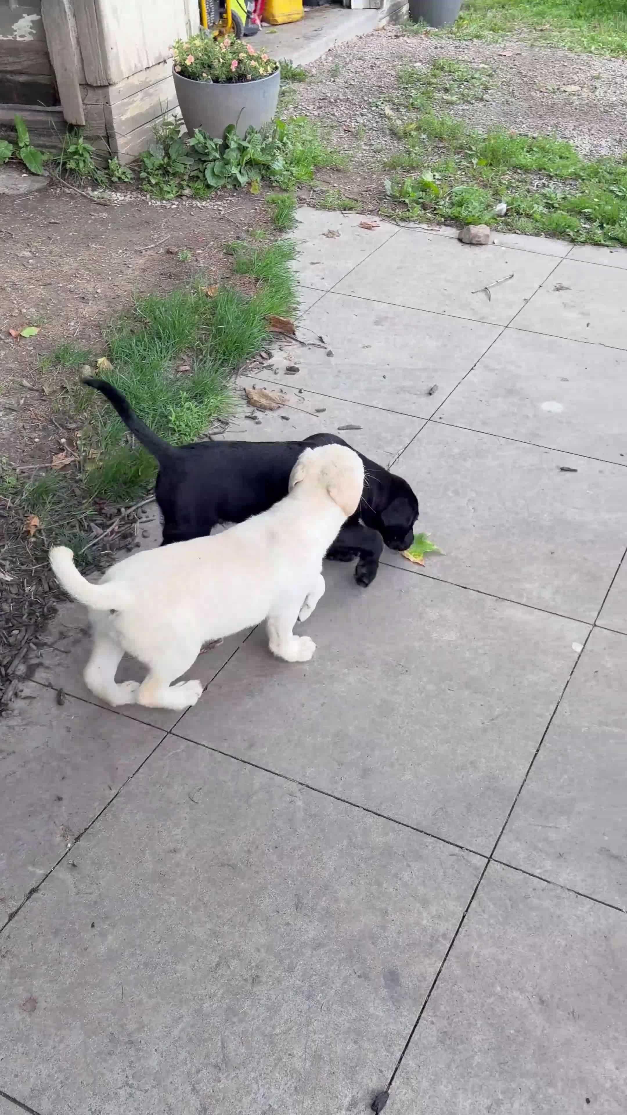 Mixed Breed dogs for sale: Mixed Breed 3 - Video 1