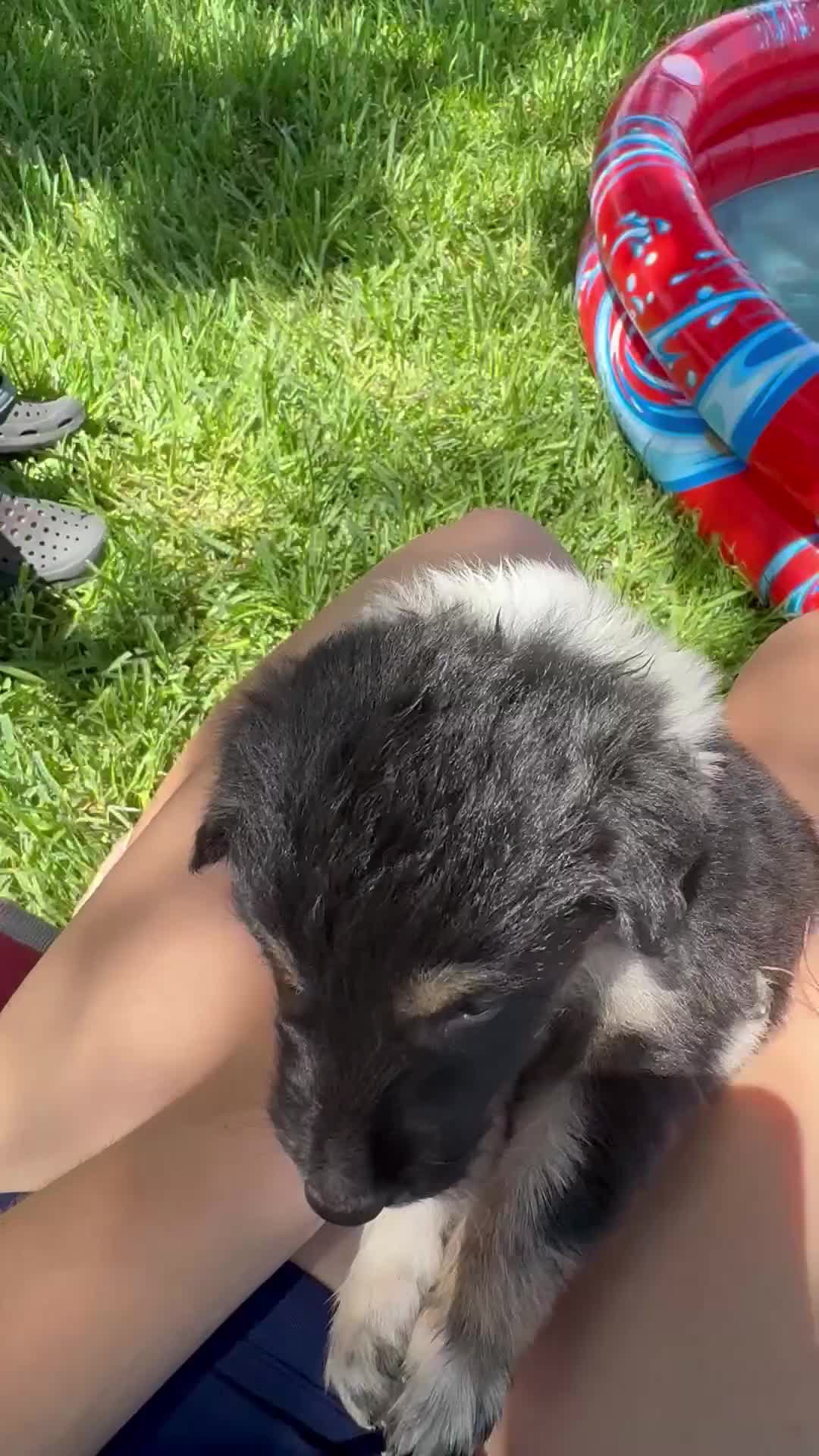 Mixed Breed dogs for sale: Saide  - Video 1