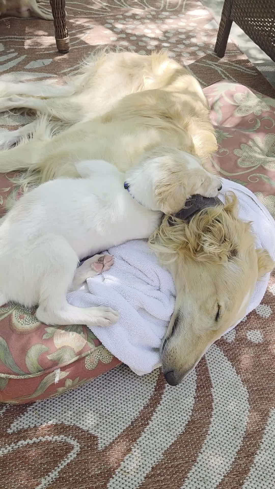 Borzoi dogs for sale: Victor-APRI-PEDIGREE - Video 1
