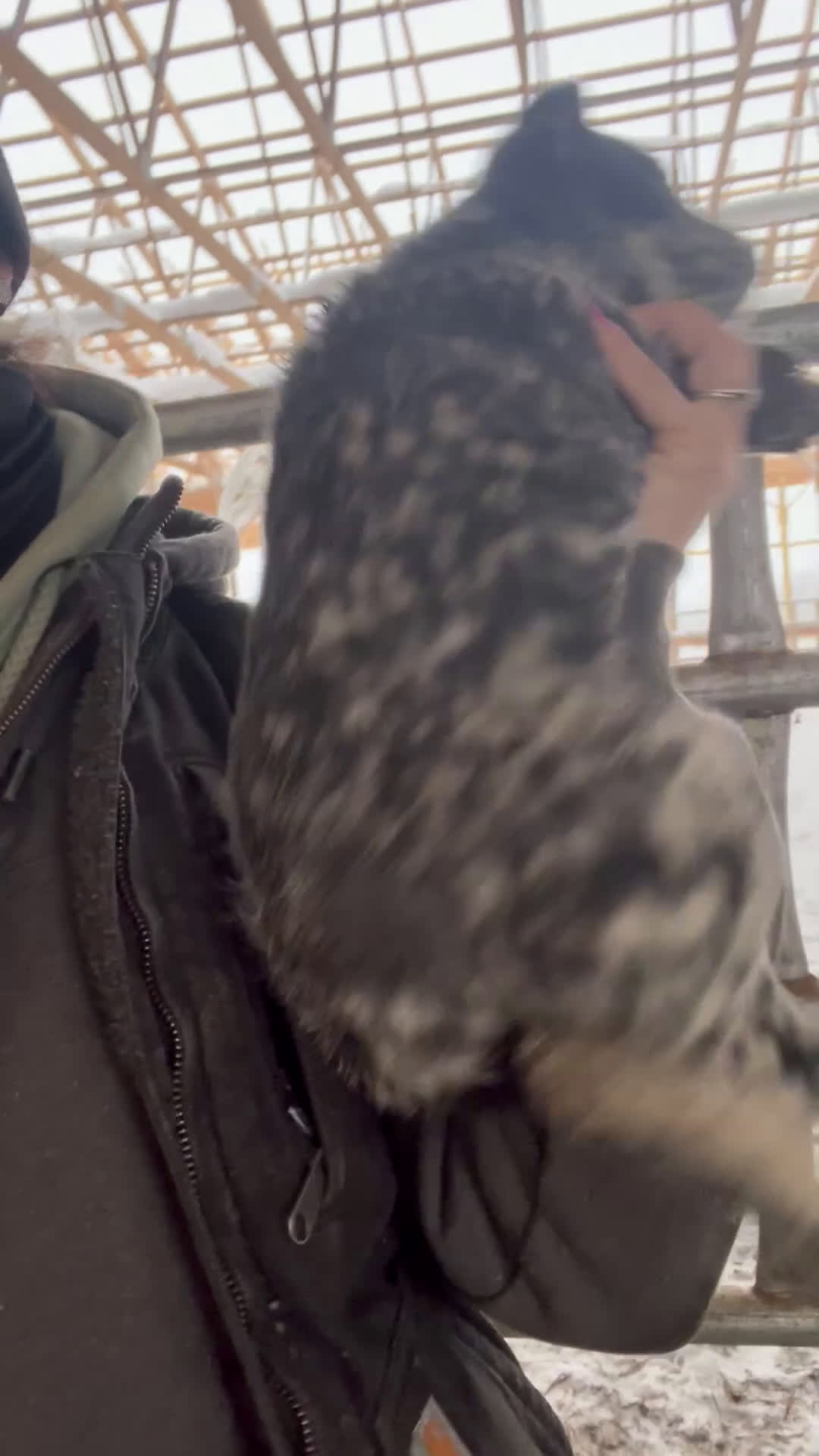 Australian Cattle Dog dogs for sale: Chloe - Video 1