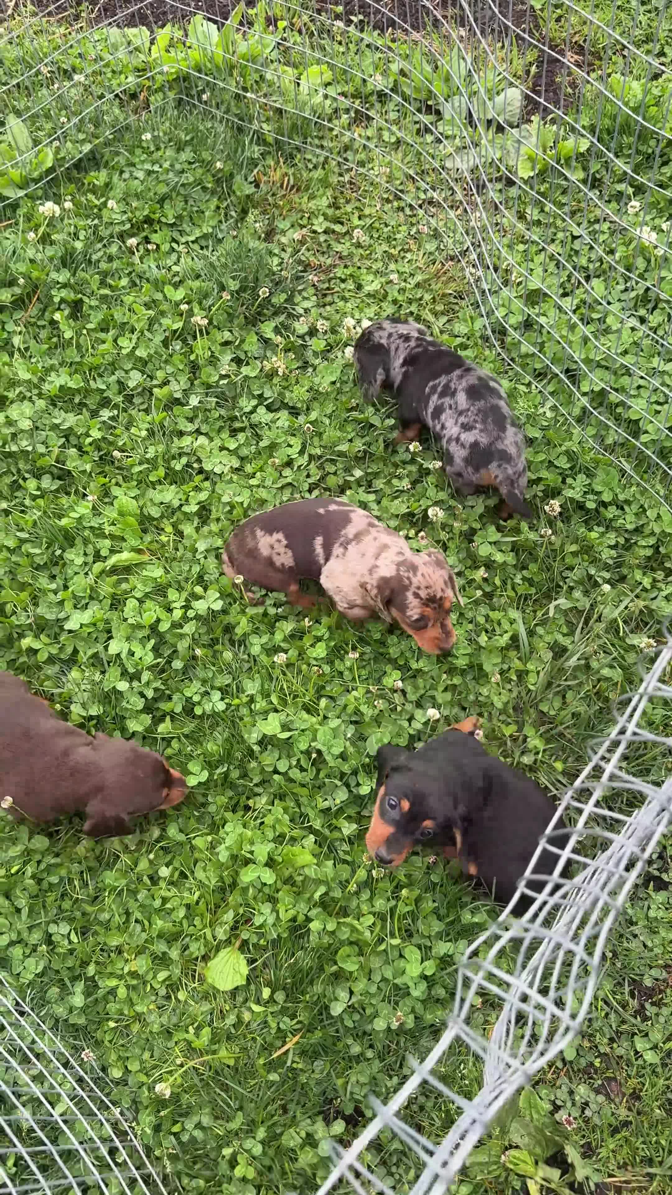 Miniature Dachshund dogs for sale: Jubilee - Video 1