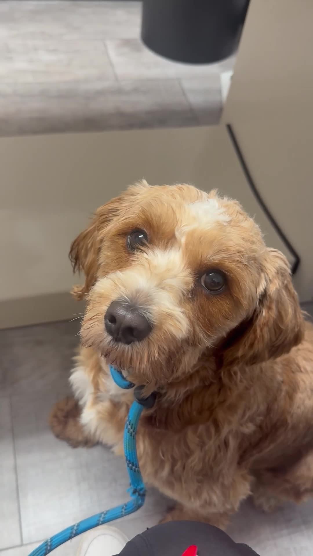 Mixed Breed dogs for sale: Oreo - Video 2