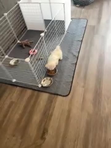 Maltese dogs for sale: Teacup Toby - Video 1