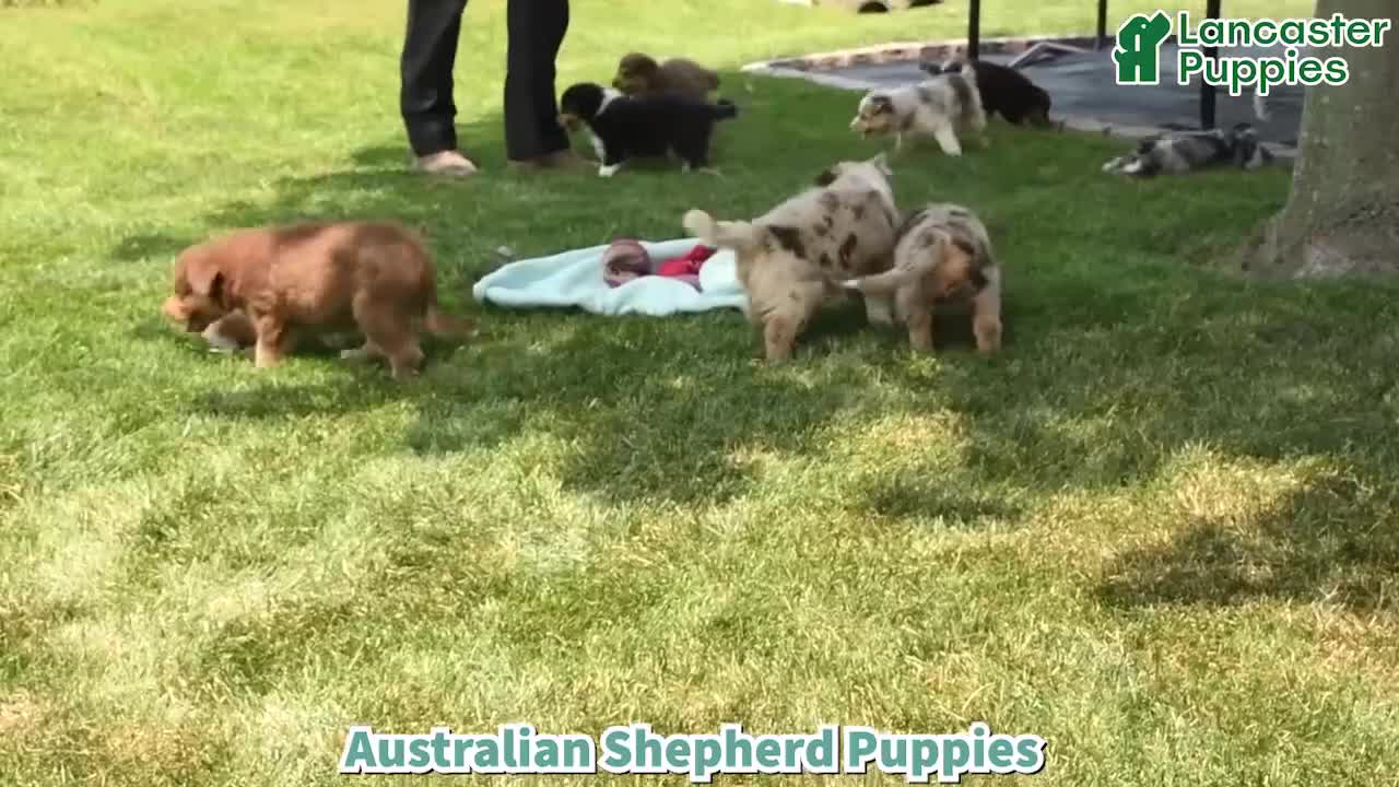 Australian Shepherd dogs for sale: Pearl - Video 1