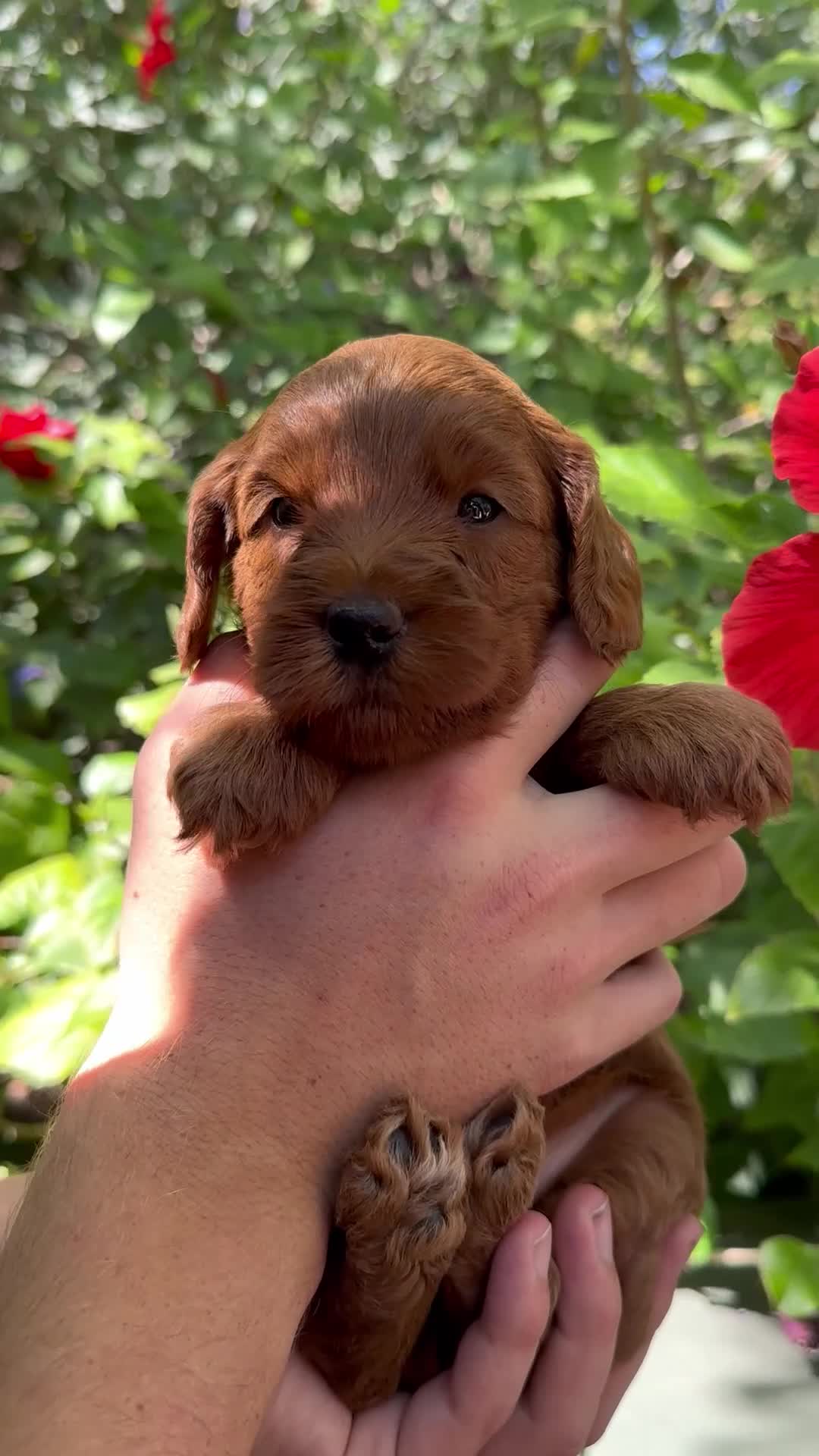 Australian Labradoodle dogs for sale: Betty - Video 1