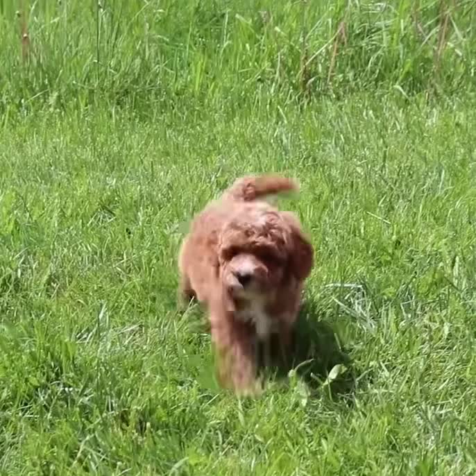 Cavapoo dogs for sale: Mr. Rambo - Video 1