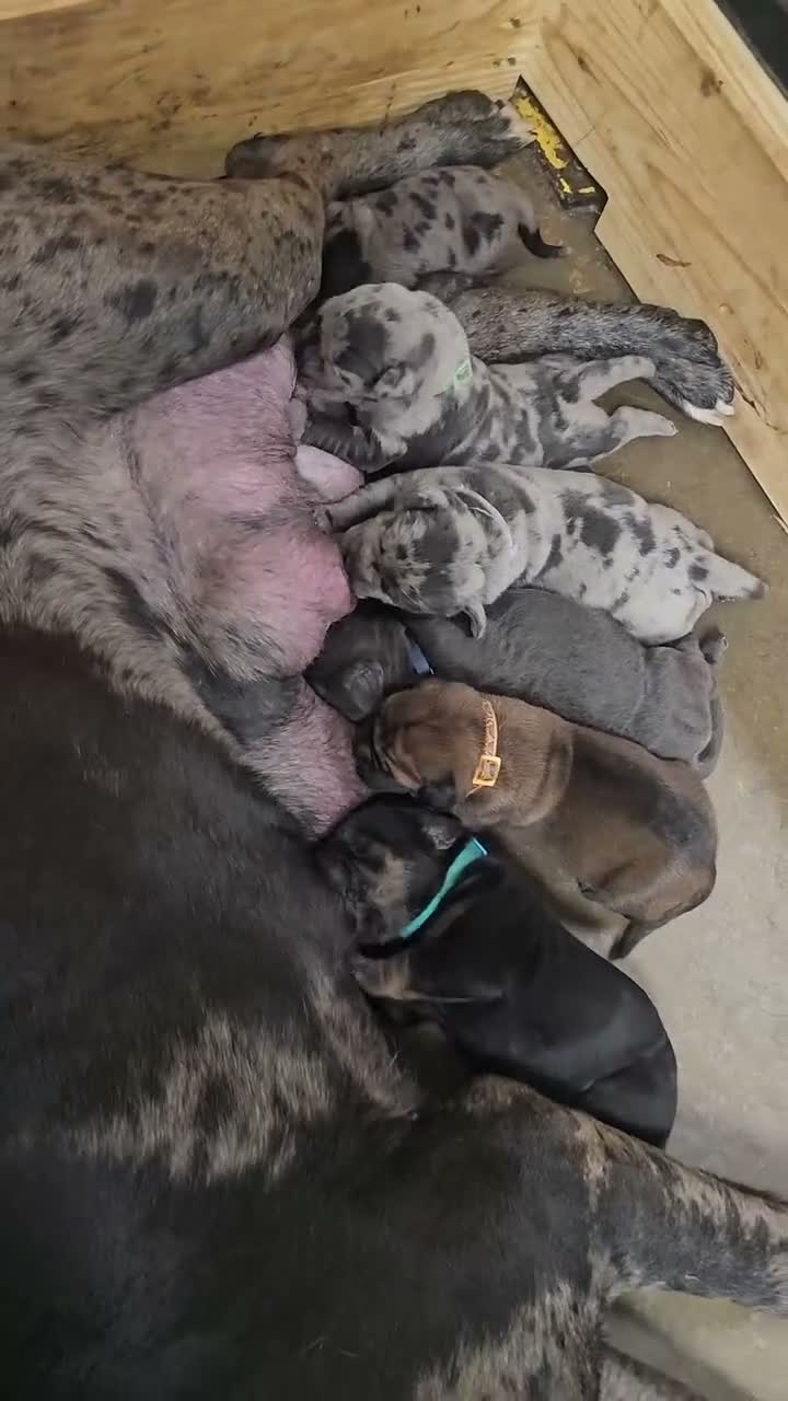Cane Corso dogs for sale: Sentinel Soul Maybach-Solid Blue (North American Mastiff) - Video 1