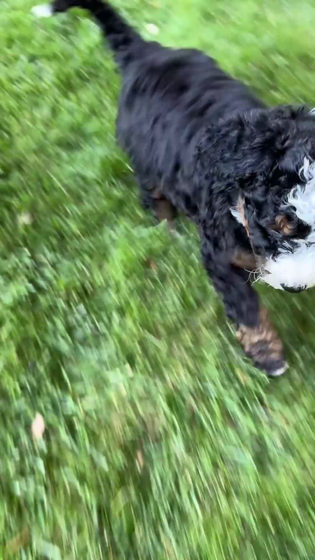 Mini Bernedoodle dogs for sale: Roxie - Video 1