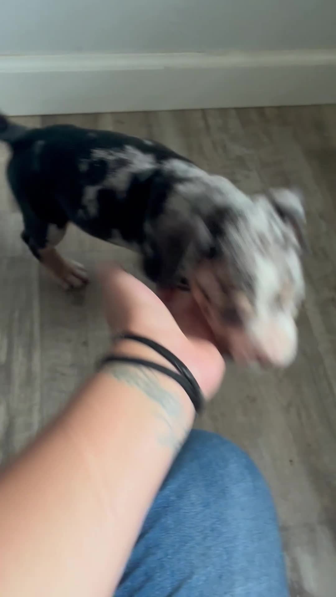 American Bully dogs for sale: Female 1 - Video 1