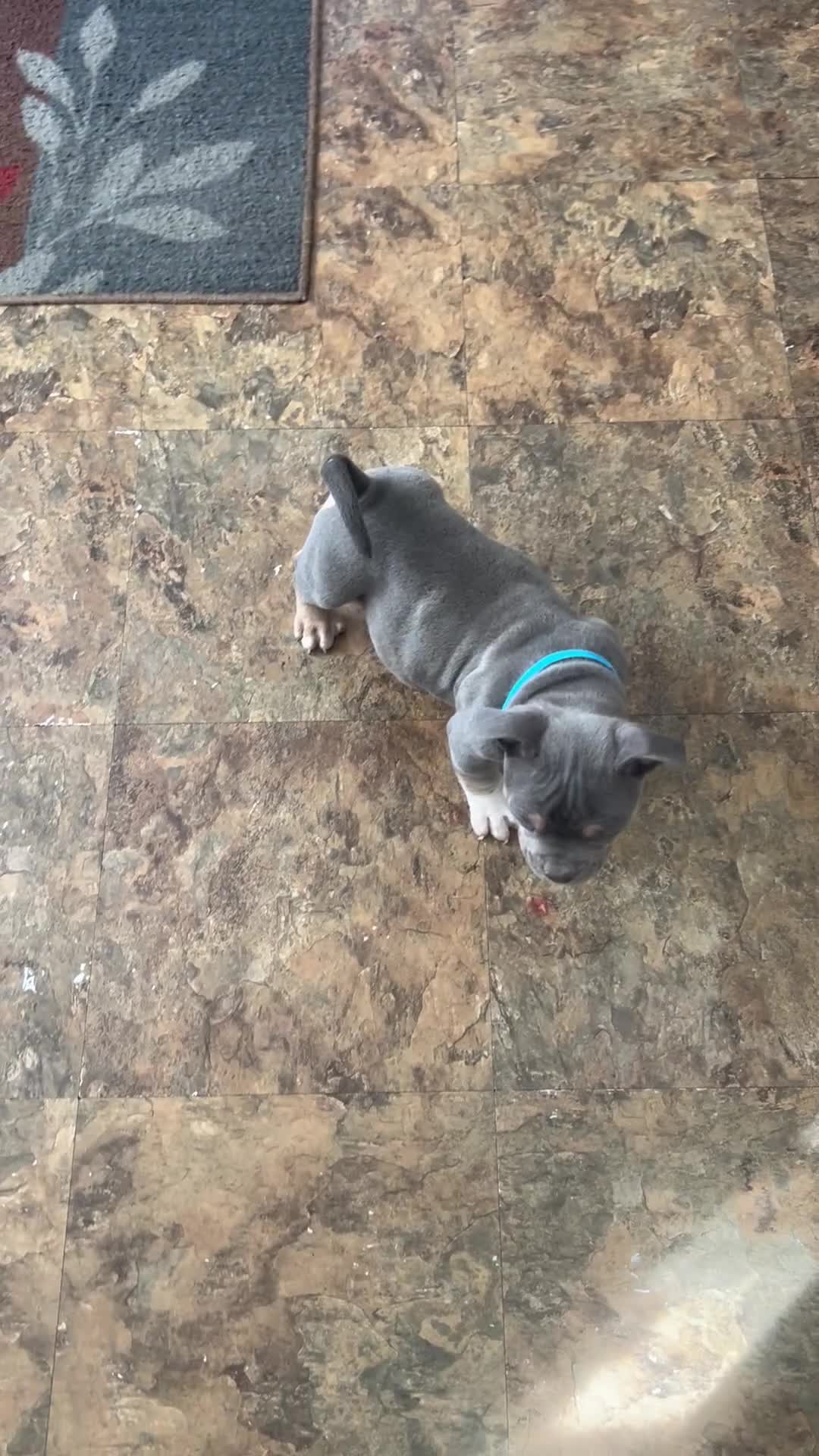 American Bully dogs for sale: Onyx - Video 1