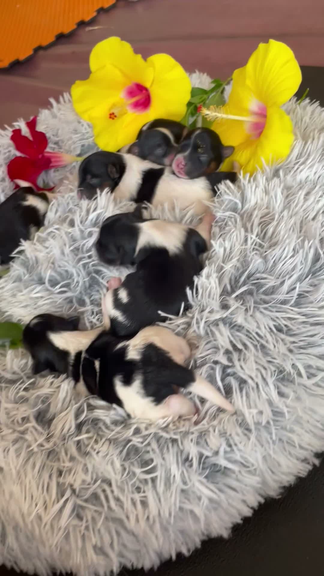 Biewer Terrier dogs for sale: Biewer Terrier 5. Lilly - Video 1