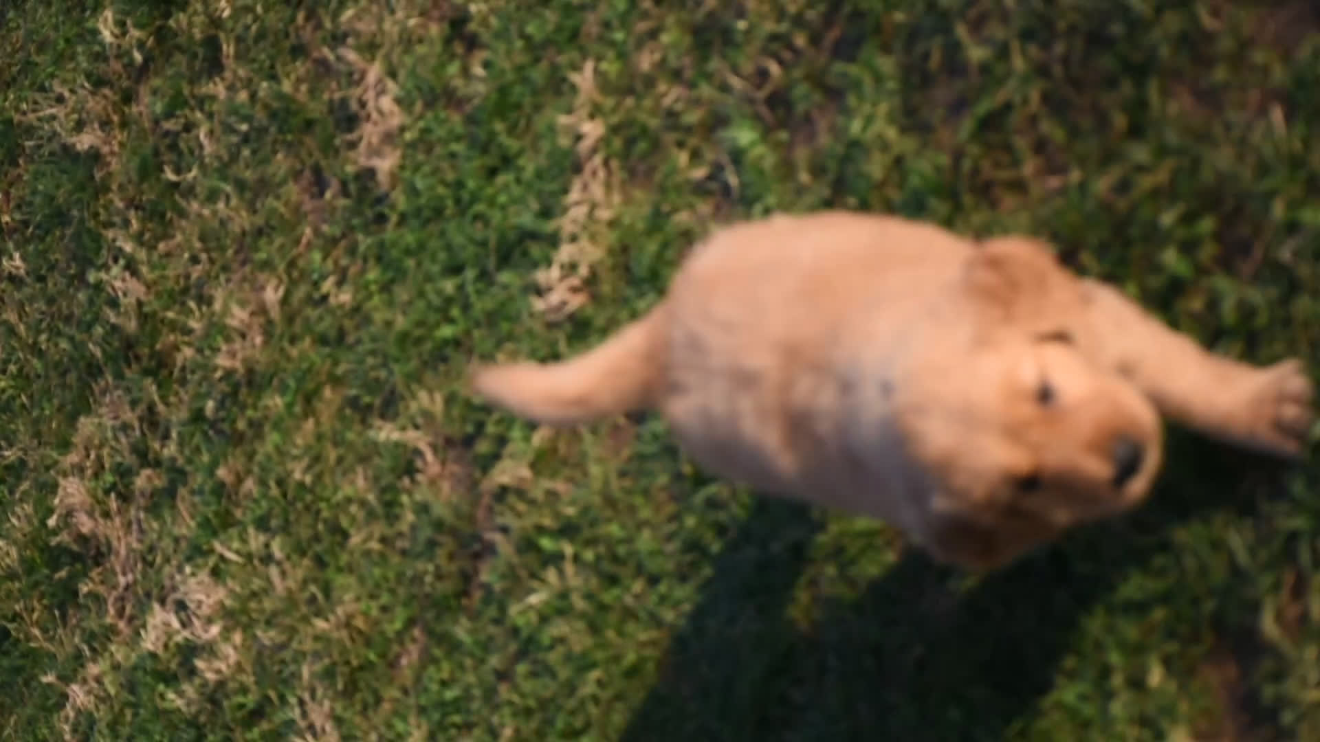 Golden Retriever dogs for sale: Daisy     Genetic/OFA - Video 1