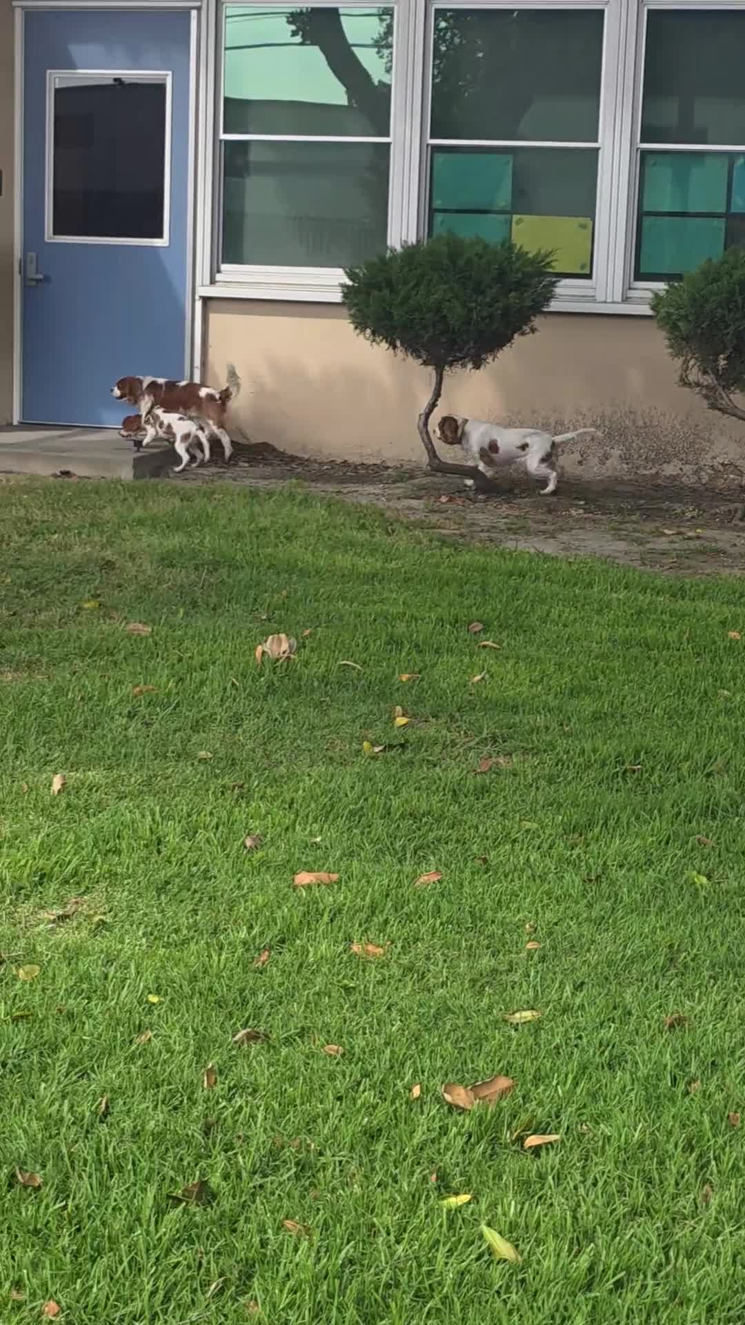 Cavalier King Charles Spaniel dogs for sale: Oliver - Video 2