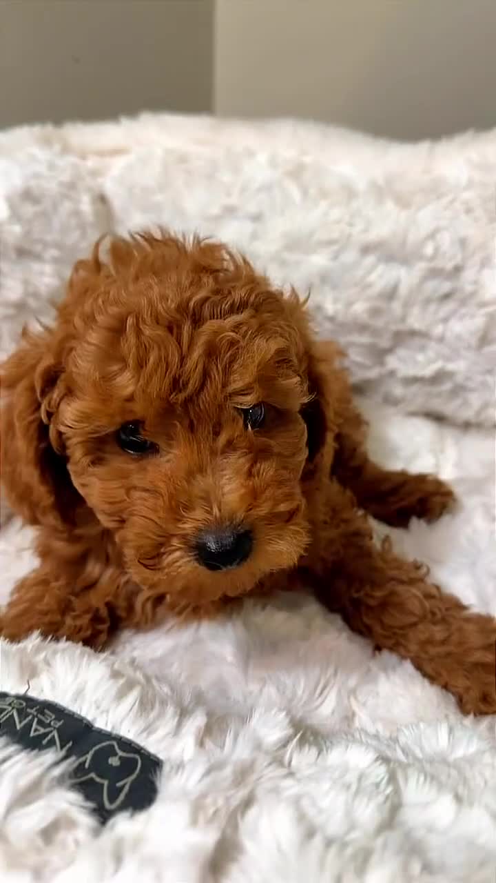 Toy Poodle dogs for sale: Jules  - Video 1
