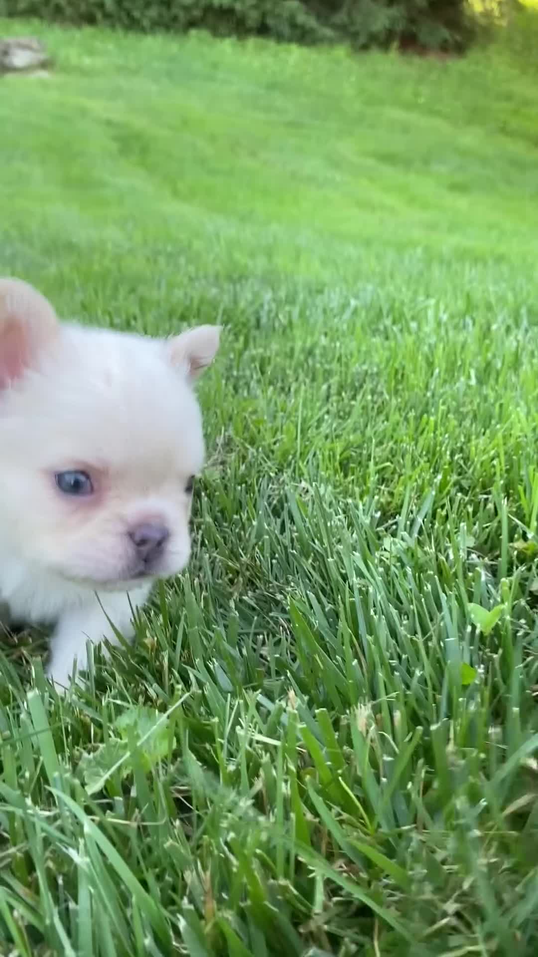 French Bulldog dogs for sale: Cruz - Video 1