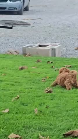 Miniature Poodle dogs for sale: Ollie - AKC Mini Poodle - Video 1