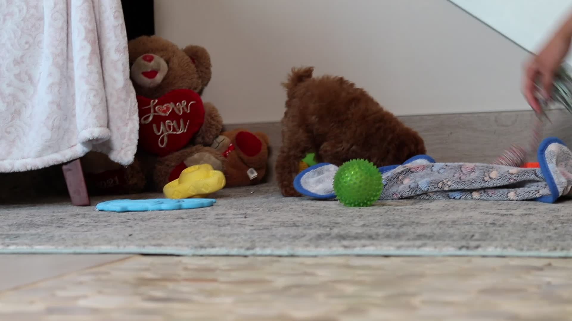 Miniature Poodle dogs for sale: Miniature Poodle Puppy 1 - Video 1