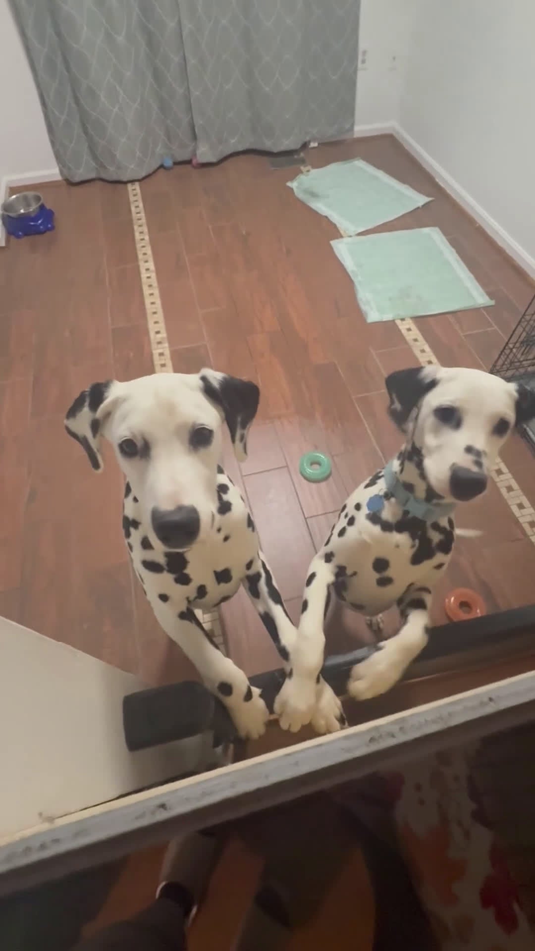 Dalmatian dogs for sale: Dalmatian Puppy 2 - Video 1