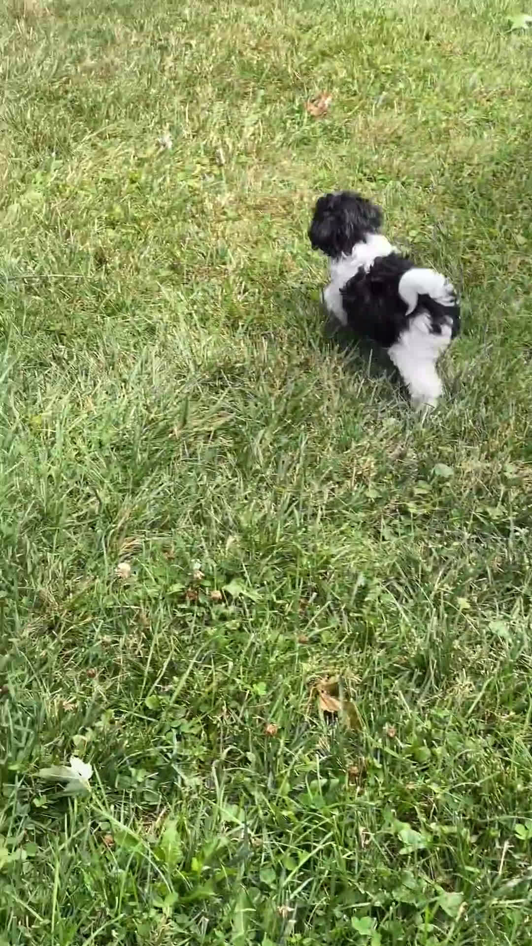 Havanese dogs for sale: Hope  - Video 1