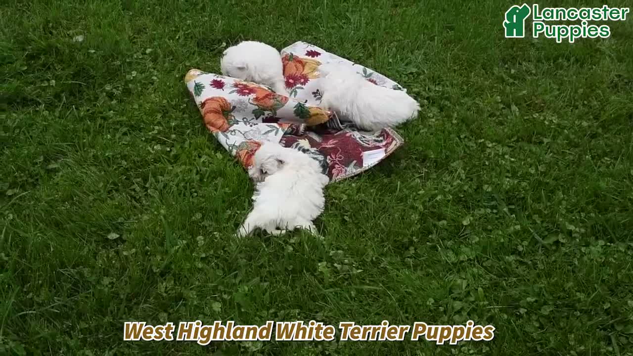 Shihpoo dogs for sale: Maisie - Video 1
