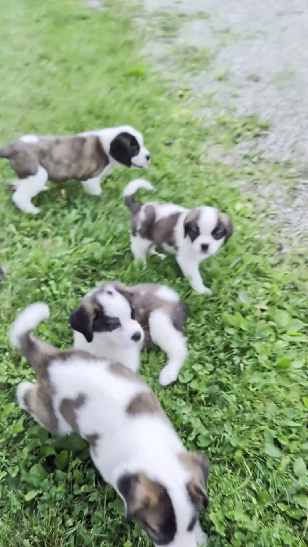 Saint Bernard dogs for sale: Brittany  - Video 1