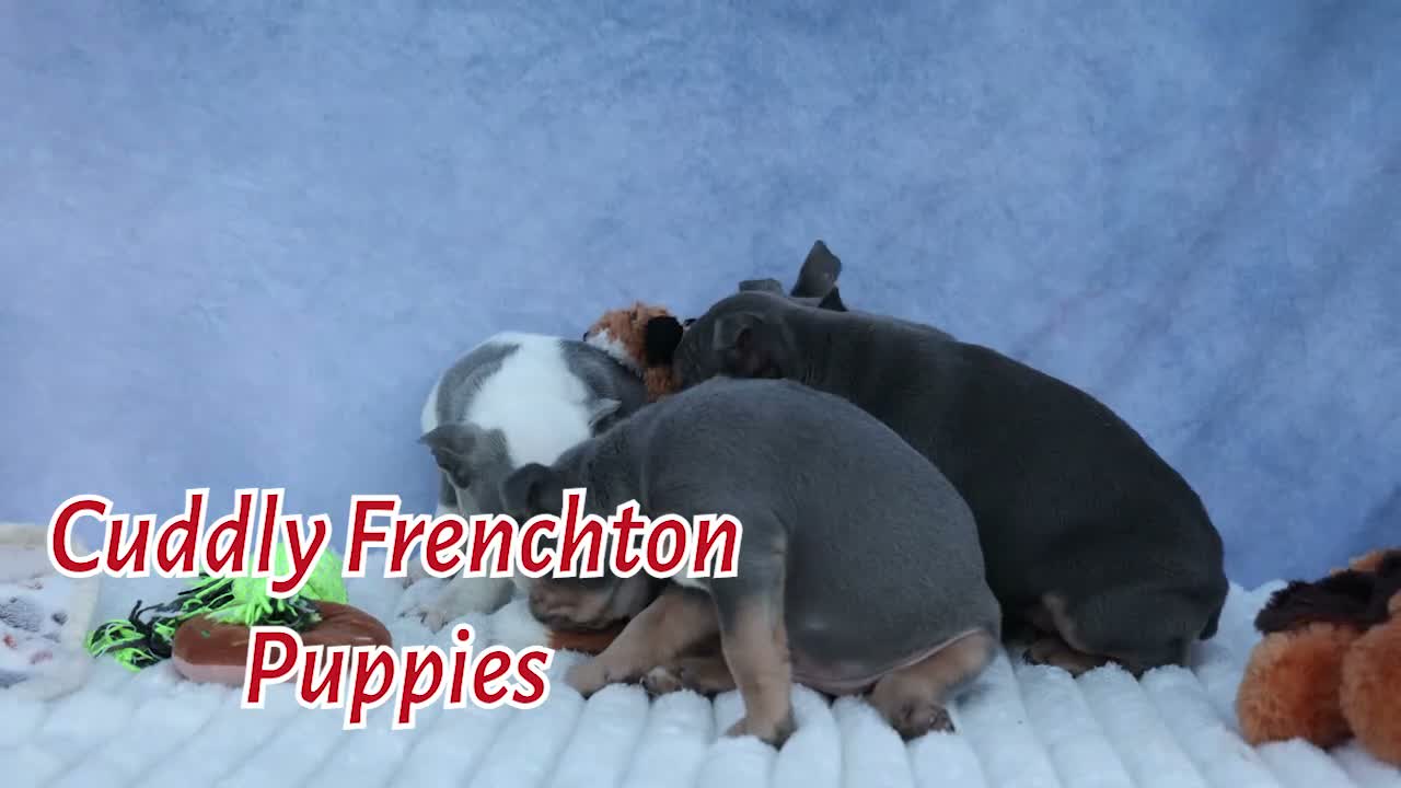 Frenchton dogs for sale: Paris 🎀 - Video 1
