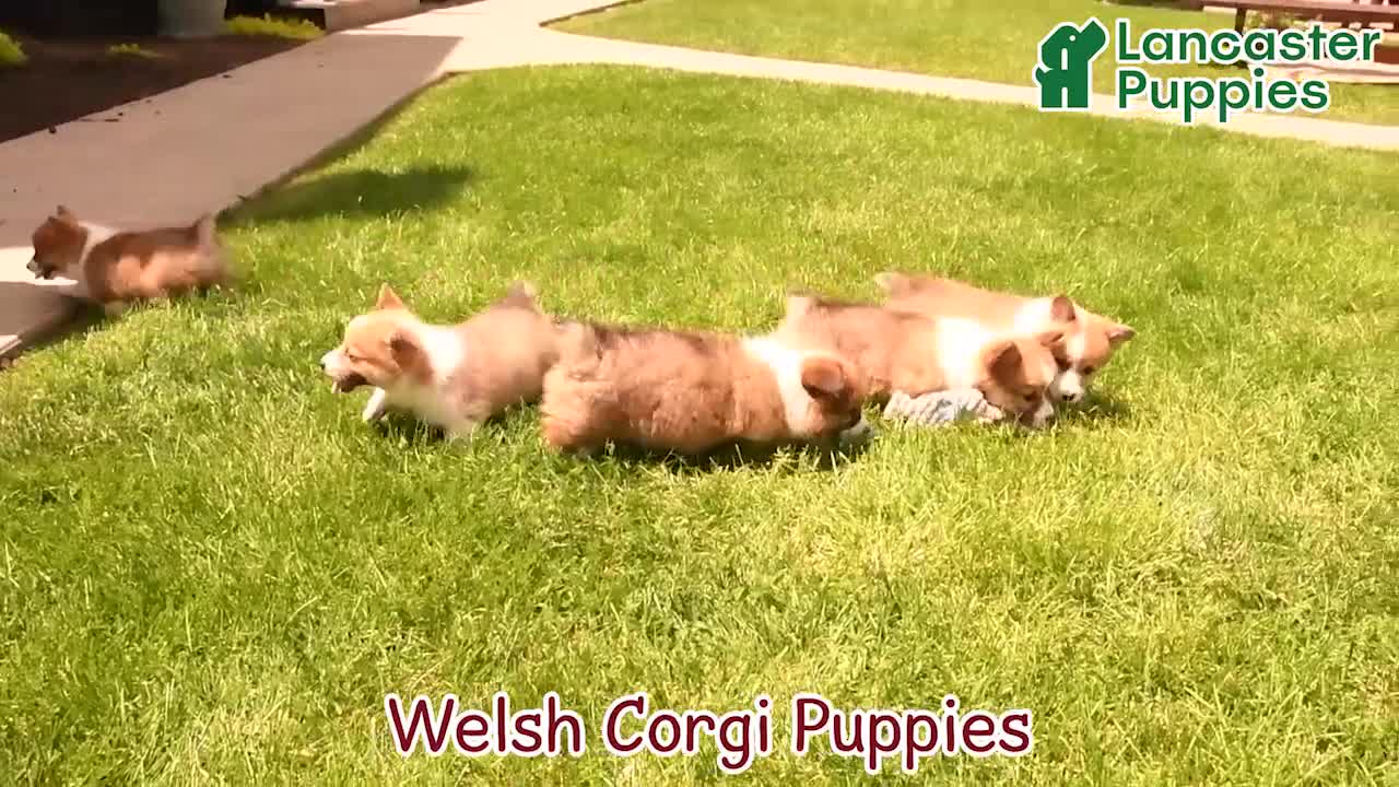 Welsh Corgi Pembroke dogs for sale: Beauty - Video 1