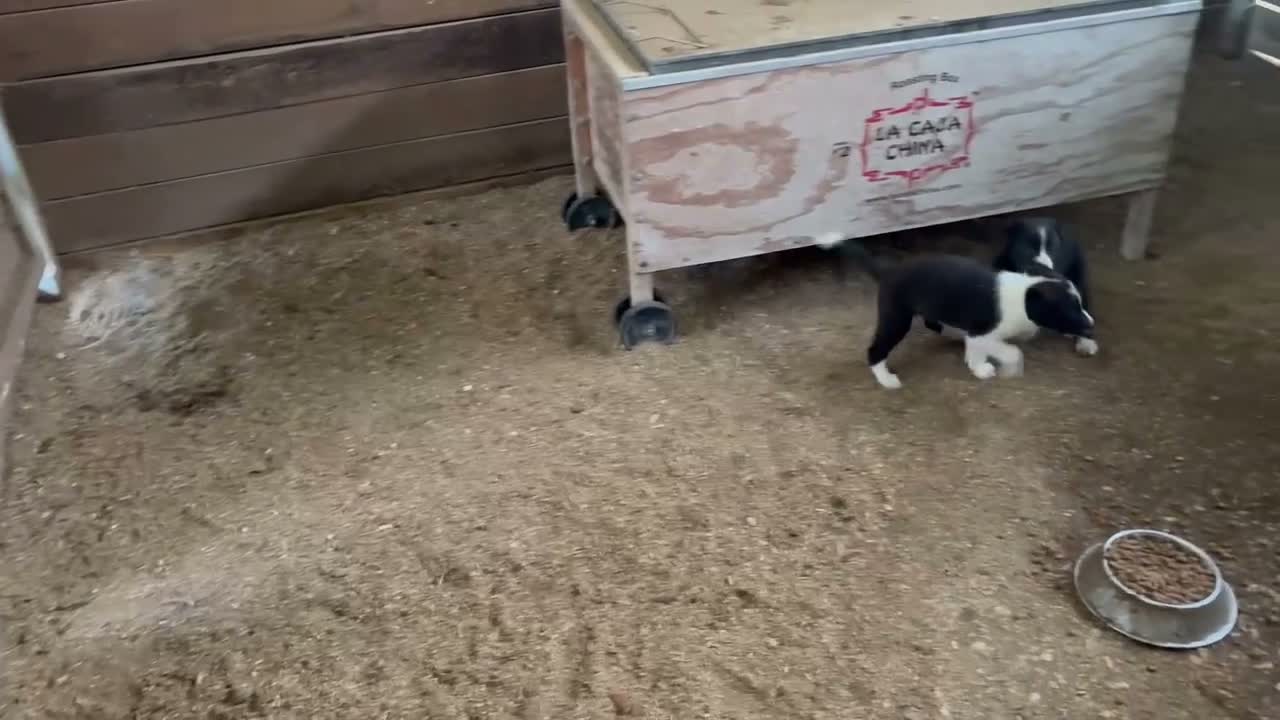 Border Collie dogs for sale: Border Collie 2 - Video 1