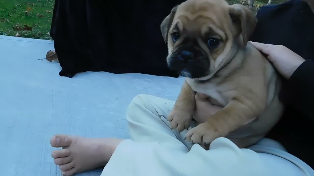 Mixed Breed dogs for sale: Princess - Video 1