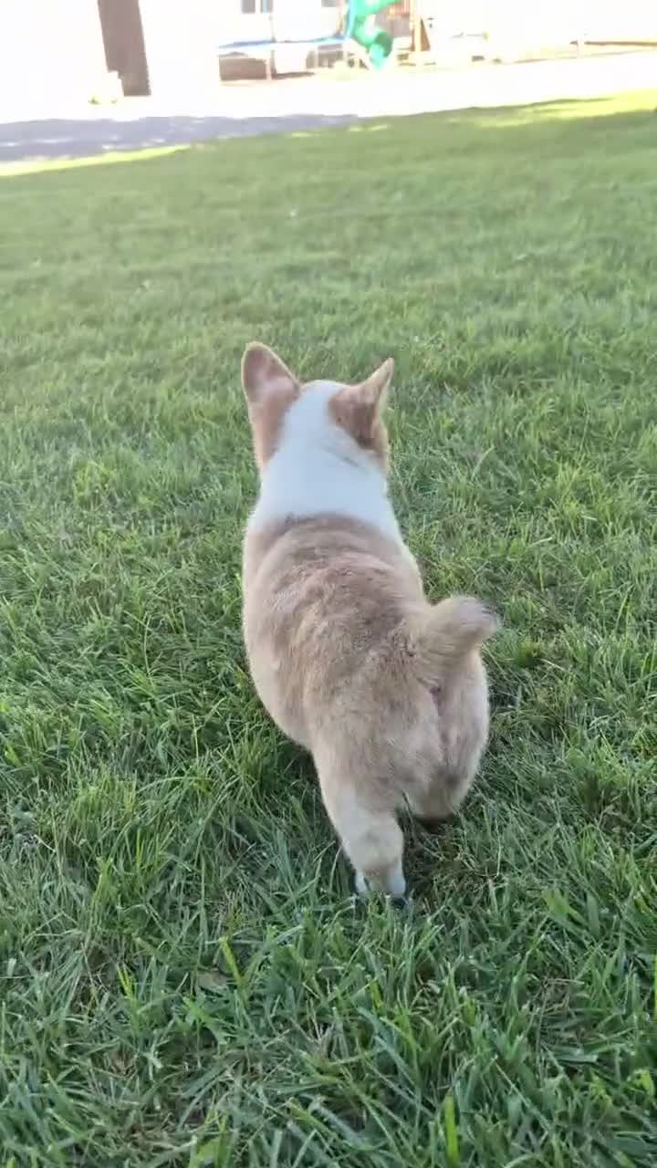 Welsh Corgi Pembroke dogs for sale: Talia - Video 1
