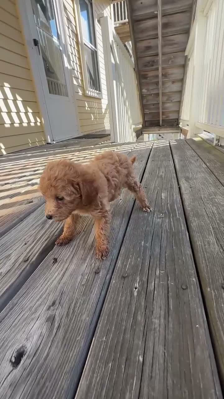 Mini Goldendoodle dogs for sale: Mini Goldendoodle 1 - Video 1