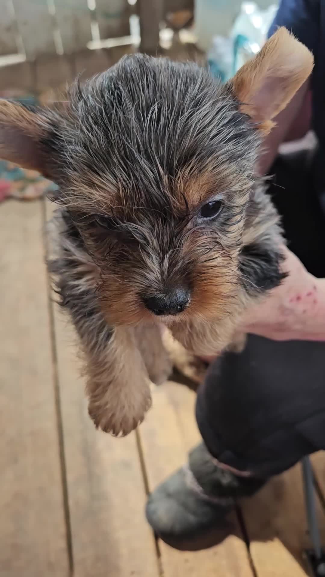 Yorkshire Terrier dogs for sale: Jupiter  - Video 1