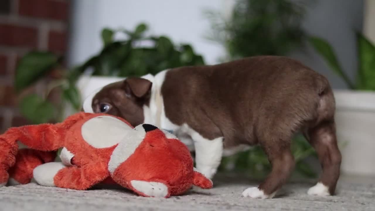 Boston Terrier dogs for sale: Kian - Video 2