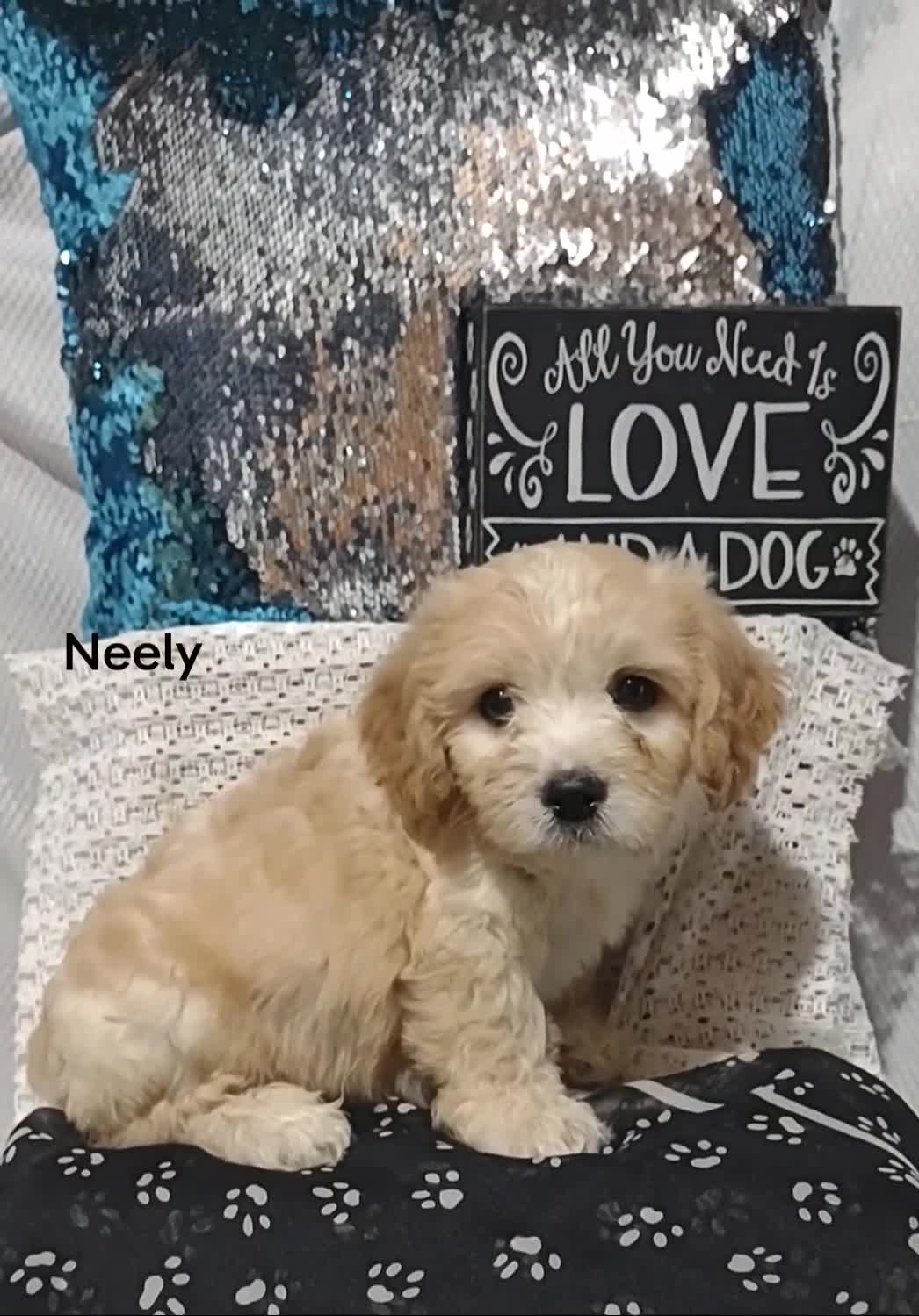 Cavachon dogs for sale: Cavachon Puppy 2 Neely  - Video 2