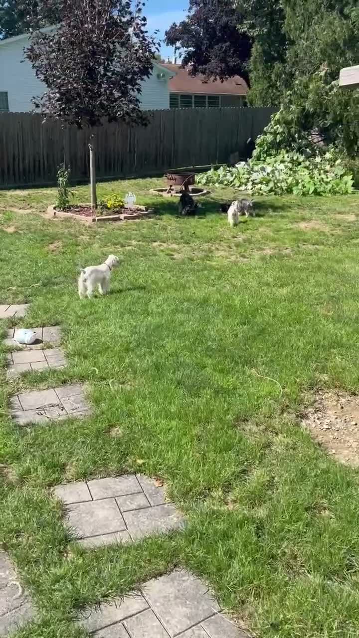 Miniature Schnauzer dogs for sale: AKC Chewie - Video 1