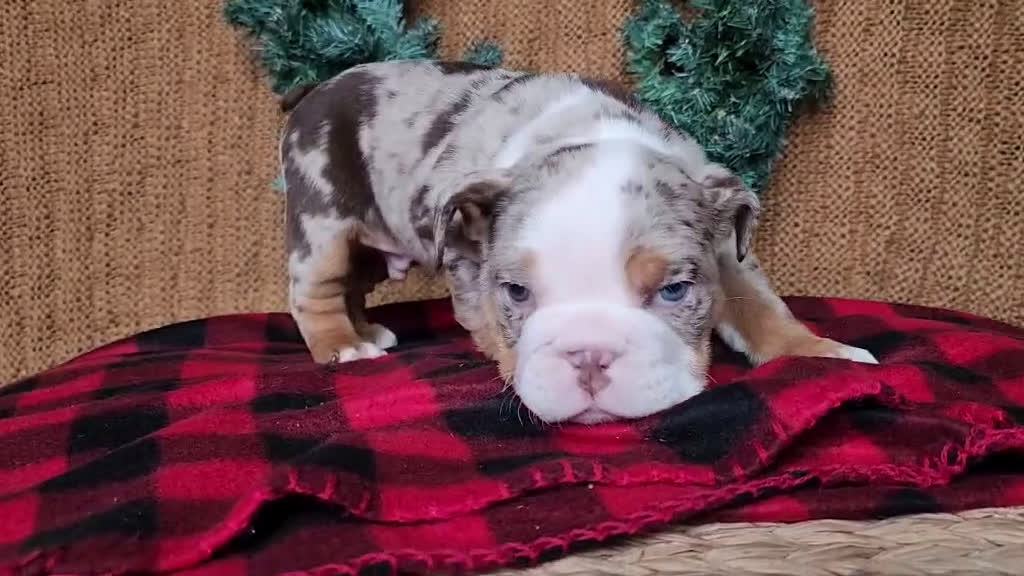 English Bulldog dogs for sale: Fletch - Video 1