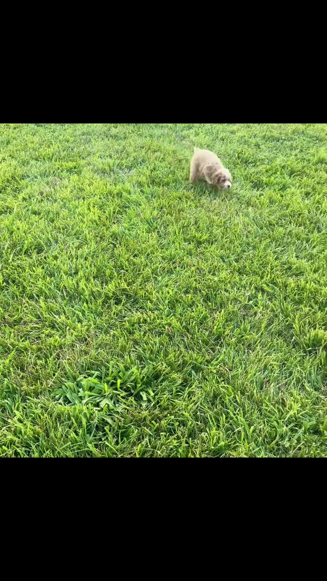 Toy Poodle dogs for sale: Pluto - Video 1