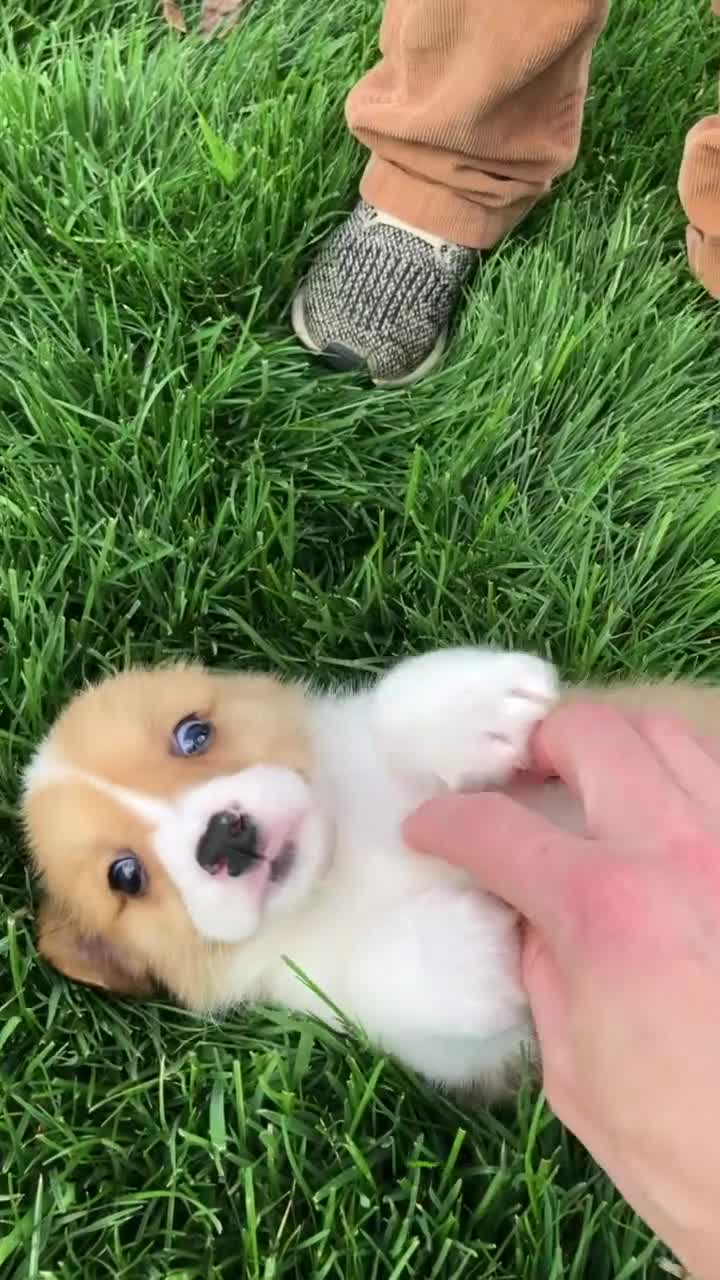 Welsh Corgi Pembroke dogs for sale: Jordan - Video 1