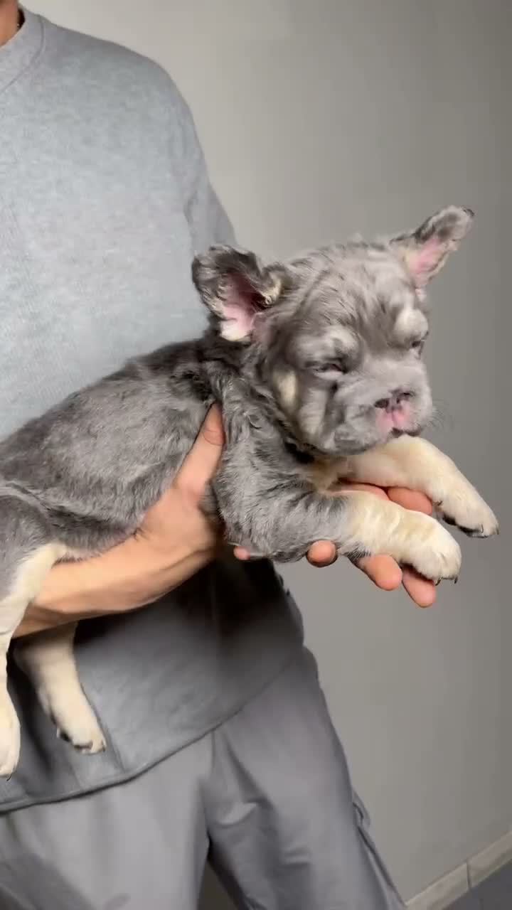 French Bulldog dogs for sale: Chapo the fluffy - Video 1