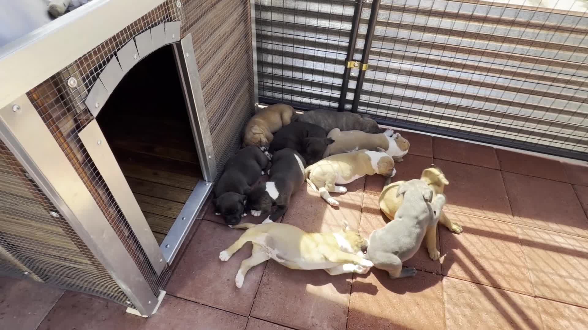American Pit Bull Terrier dogs for sale: Panda-Girl  Pit-bull - Video 1