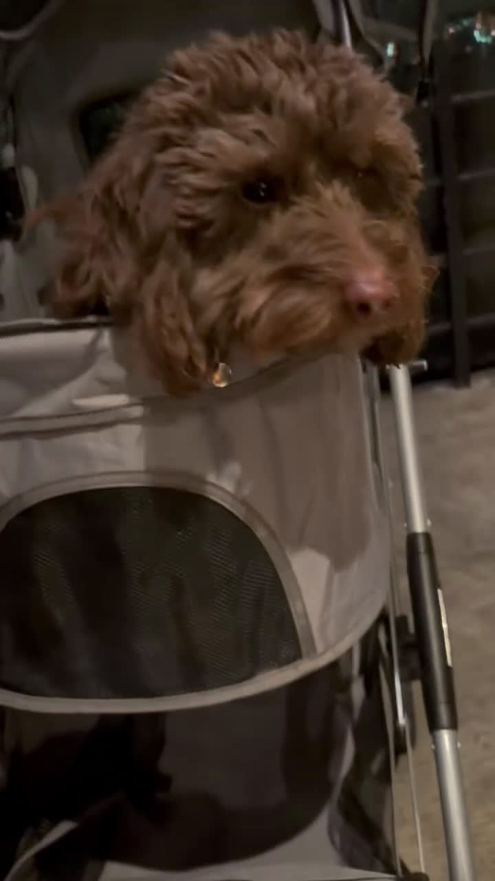 Doxiepoo dogs for sale: Doxiepoo Puppy 1 - Video 1