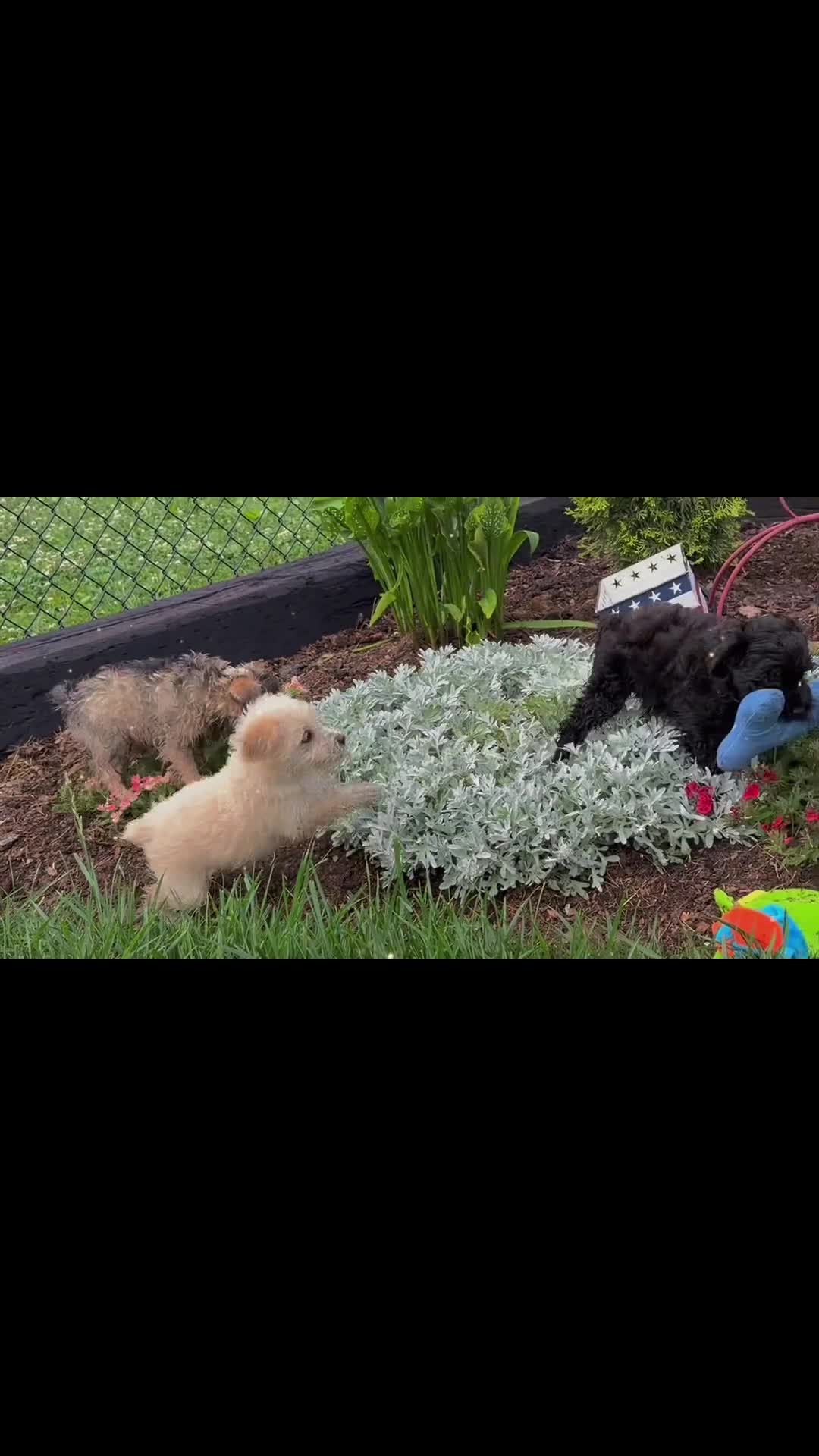 Schnoodle dogs for sale: Mitch  - Video 1
