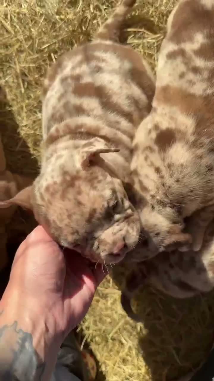 American Bully dogs for sale: American Bully 7 - Video 1