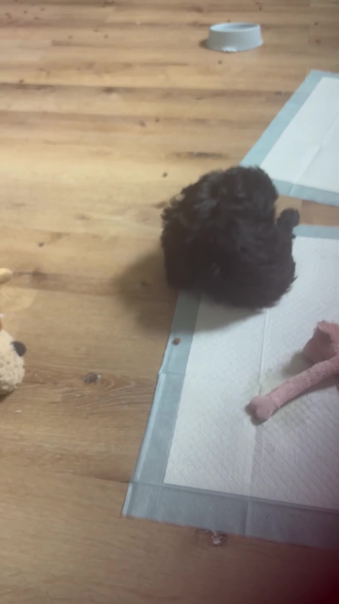 Shih Tzu dogs for sale: Shih Tzu Puppy 2 Kupkake - Video 5