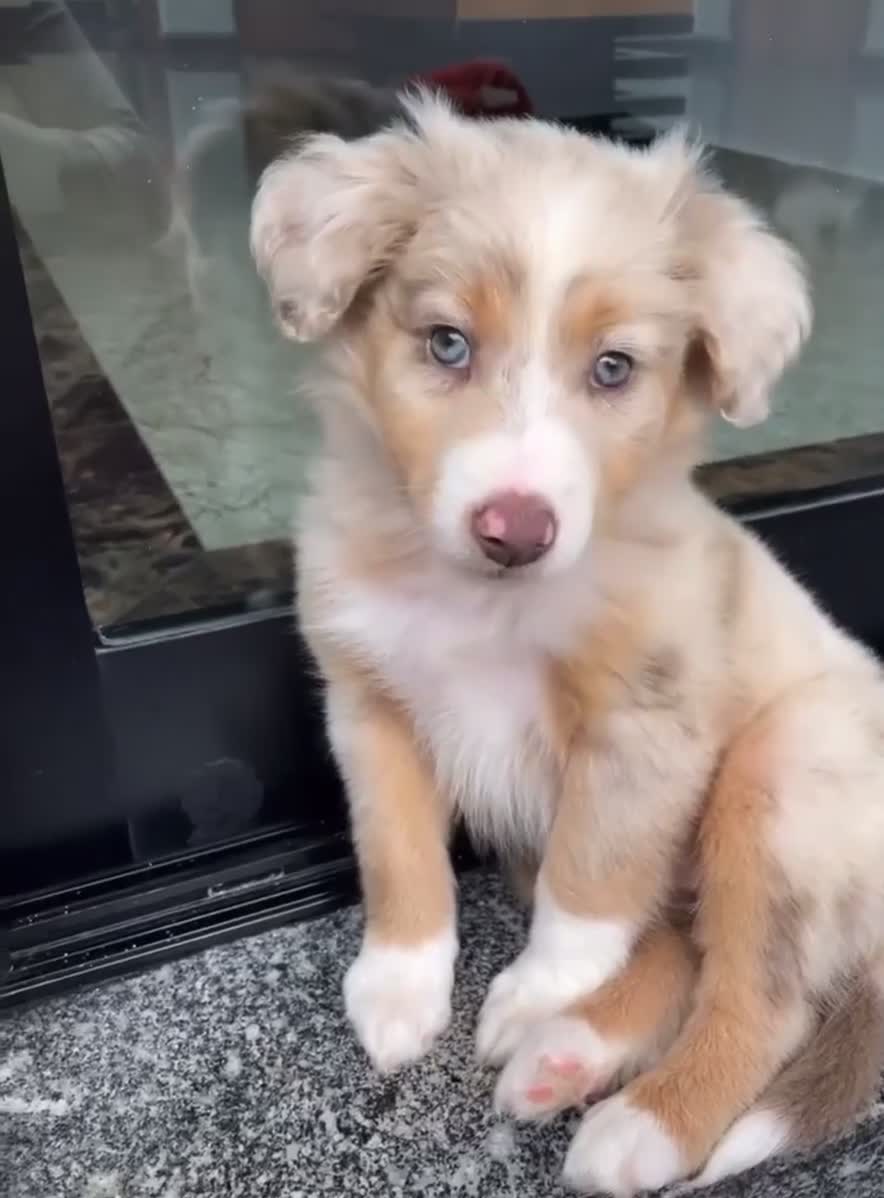 Australian Shepherd dogs for sale: Australian Shepherd 1 - Video 1
