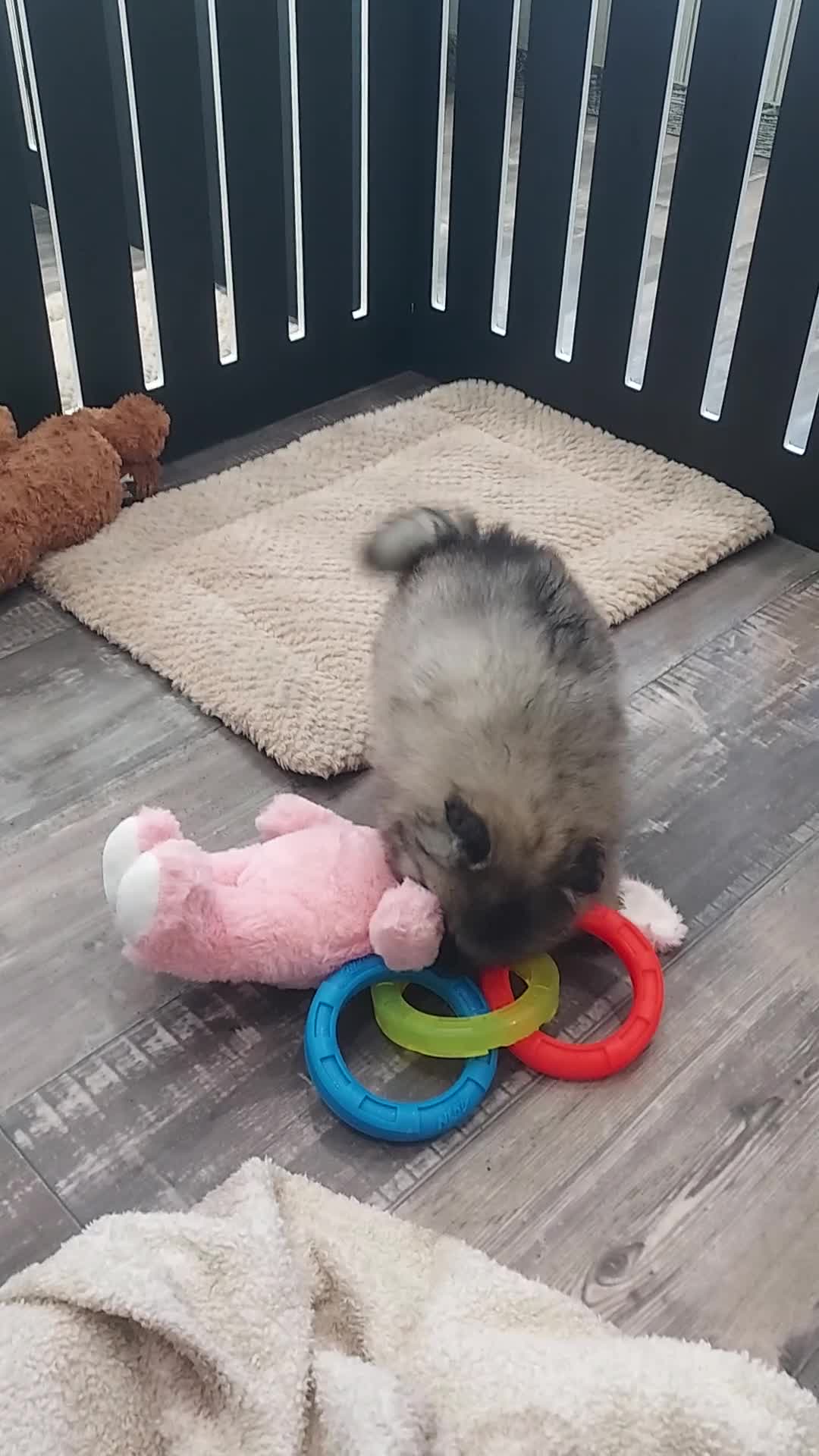 Keeshond dogs for sale: Alayna - Video 1