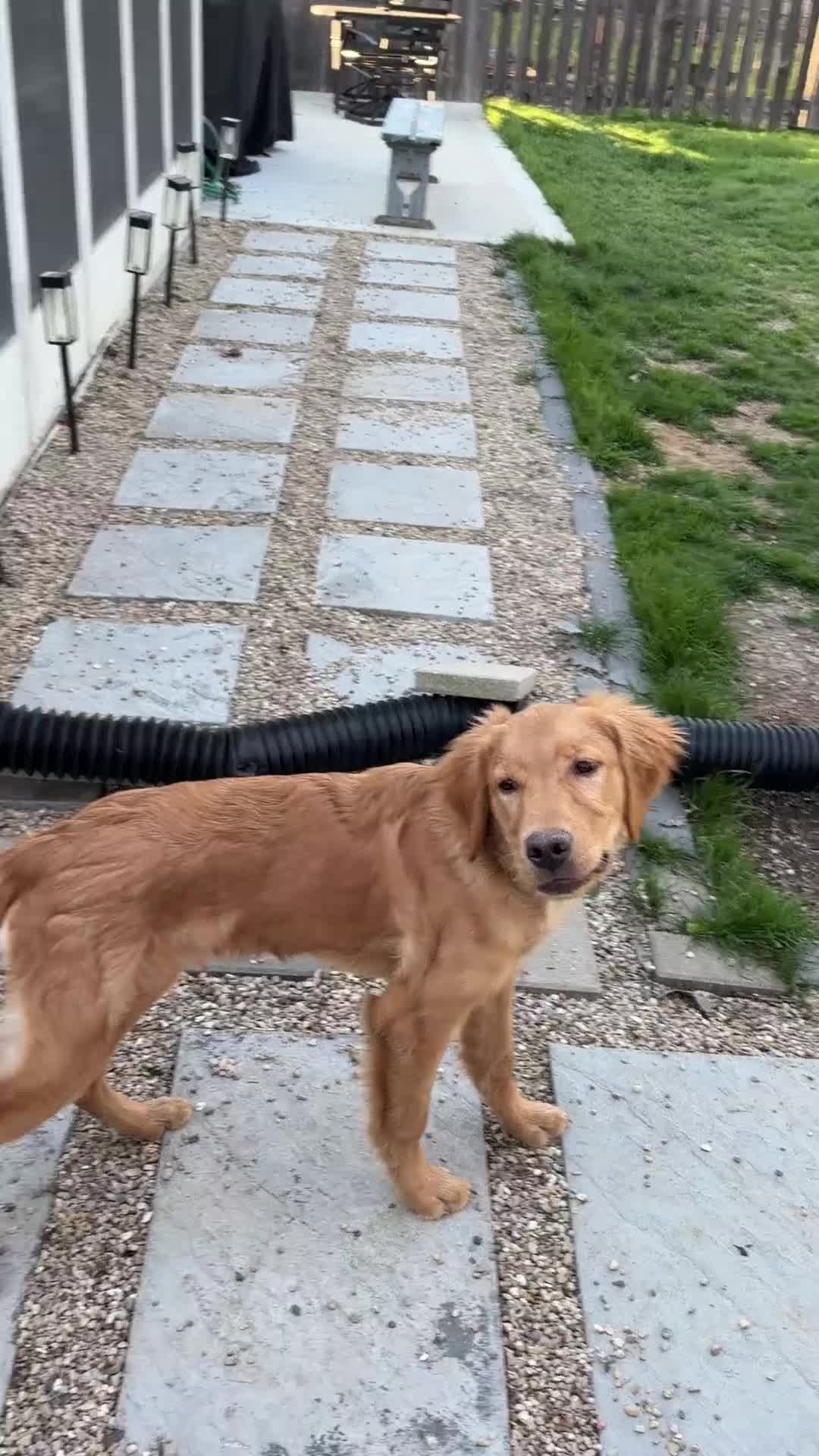 Golden Retriever dogs for sale: Prince - Video 1