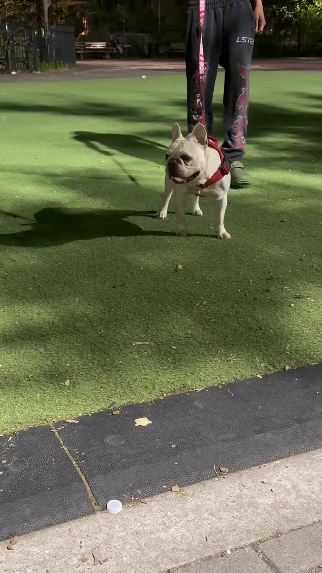 French Bulldog dogs for stud: ROCKY - Video 1