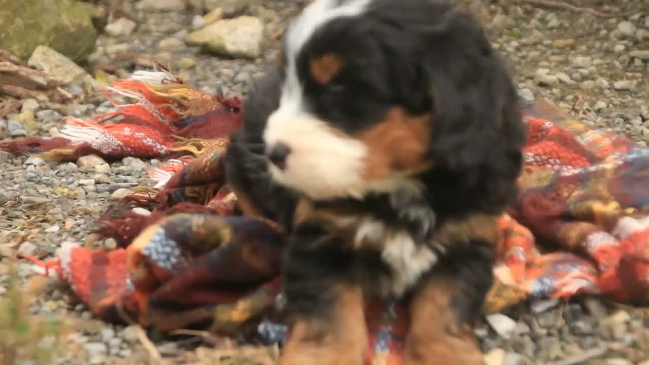 Bernedoodle dogs for sale: Ridge Miniature Bernedoodle  - Video 1
