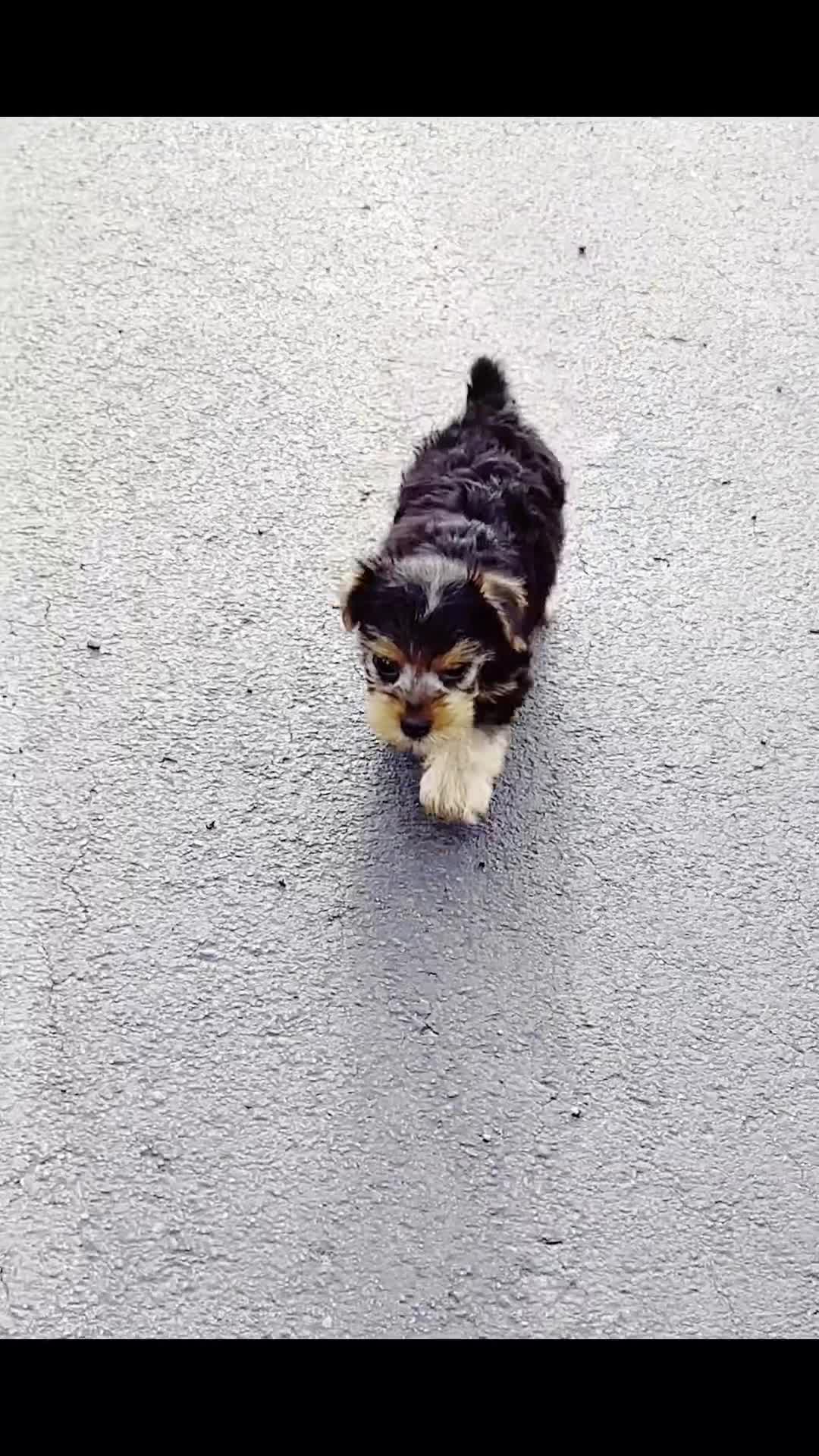 Yorkshire Terrier dogs for sale: Suki - Video 1